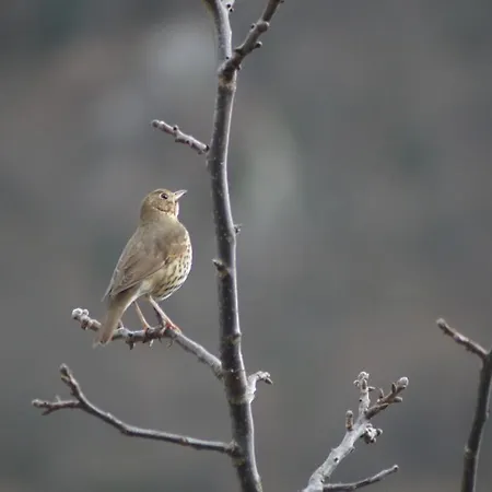 Castillo Del Alba 3* Pola de Somiedo