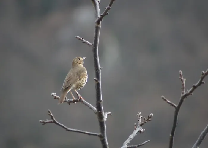 Castillo Del Alba 3* Pola de Somiedo